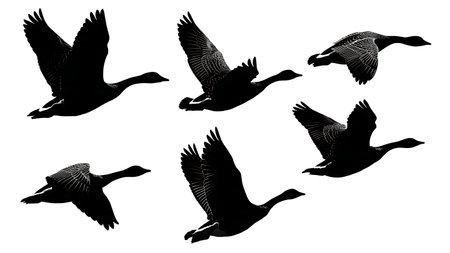 Flying Geese in V-Formation Silhouette Vector Set isolated on plain white background.のイラスト素材