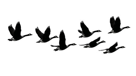 Flying Geese in V-Formation Silhouette Vector Set isolated on plain white background.のイラスト素材