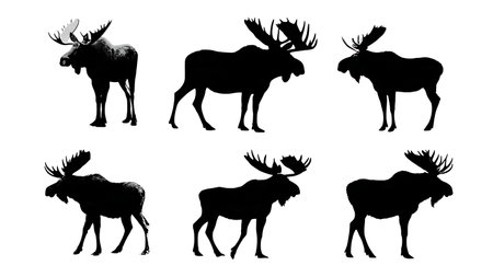 Moose in Various Poses with Large Bull Silhouette Pack isolated on plain white background.のイラスト素材
