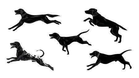 Hunting Dog Breeds in Action Silhouette Design Set isolated on plain white background.のイラスト素材