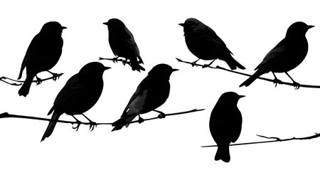 Birds with heads held high on a branch, black solid isolated on plain white background.のイラスト素材