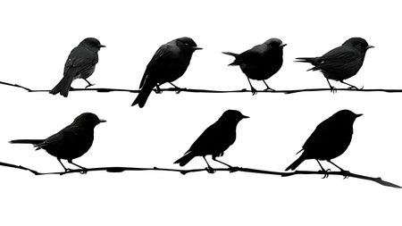 Birds in different poses of balance on a branch isolated on plain white background.のイラスト素材