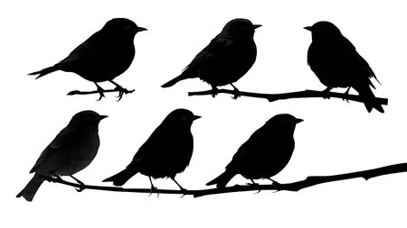 Bird silhouettes with varied wing and tail angles isolated on plain white background.のイラスト素材