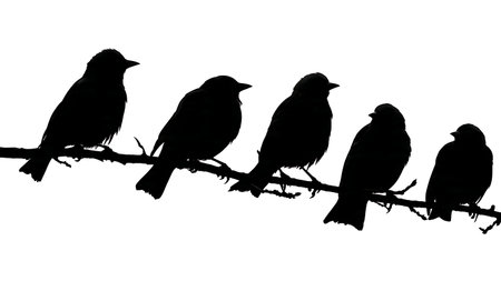 Birds with strong pointed beaks on a branch, silhouettes isolated on plain white background.のイラスト素材