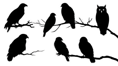 Raptor bird silhouettes on a branch, black solid isolated on plain white background.のイラスト素材