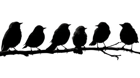 Birds on a dead branch, black solid silhouettes isolated on plain white background.のイラスト素材
