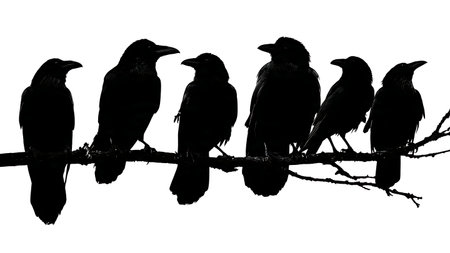 Large bird silhouettes on a sturdy branch, black isolated on plain white background.のイラスト素材
