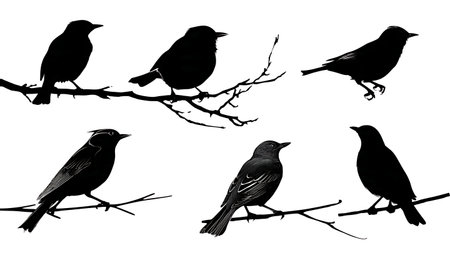 Birds with detailed beaks on a branch, black silhouettes isolated on plain white background.のイラスト素材