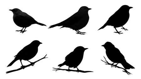 Birds with wings slightly parted on a branch, black isolated on plain white background.のイラスト素材