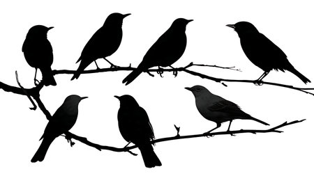 Birds with slightly raised tails on a branch, black isolated on plain white background.のイラスト素材