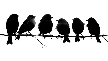 Birds with slightly spread tails on a branch, silhouettes isolated on plain white background.のイラスト素材