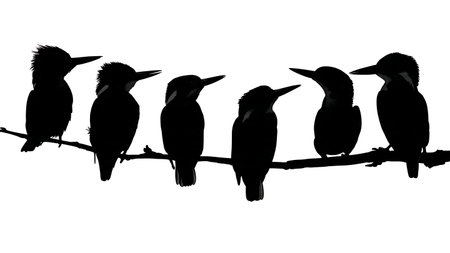 Kingfisher silhouettes on a branch, black solid isolated on plain white background.のイラスト素材