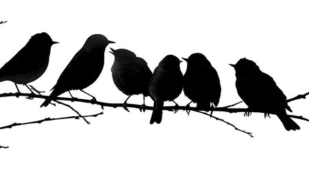 Small birds interacting gently on a branch, silhouettes isolated on plain white background.のイラスト素材