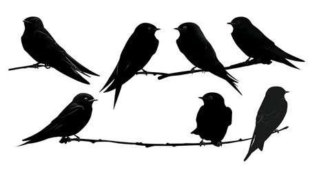 Tree swallow and bluebird silhouettes on a branch isolated on plain white background.のイラスト素材