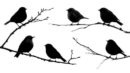 Winter bird silhouettes on a bare branch, black solid isolated on plain white background.のイラスト素材