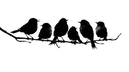 Birds with puffed chests on a curved branch, silhouettes isolated on plain white background.のイラスト素材