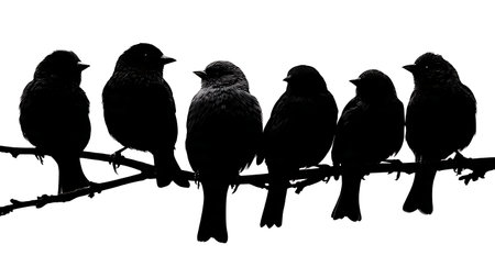 Birds looking backward on a branch, inquisitive silhouettes isolated on plain white background.