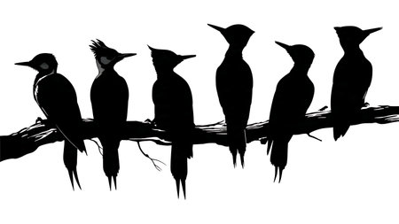Woodpecker silhouettes on a branch, black solid isolated on plain white background.のイラスト素材
