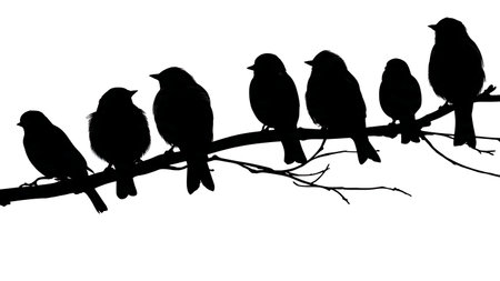 Birds on a branch with early morning light, silhouettes isolated on plain white background.のイラスト素材