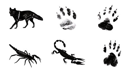 Desert Ecosystem Animal Track Silhouette Set isolated on plain white background.のイラスト素材