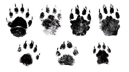 Beaver Hind and Front Track Silhouette Set isolated on plain white background.のイラスト素材