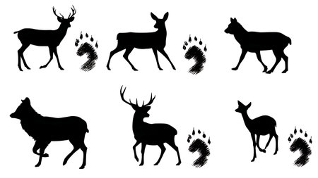 Deer and Ungulate Hoof Print Silhouette Set isolated on plain white background.のイラスト素材