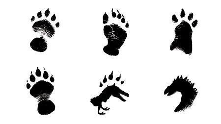 Dinosaur Footprint and Track Silhouette Collection isolated on plain white background.のイラスト素材