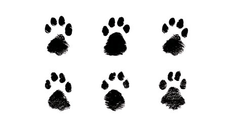 Camel Footprint Silhouette Collection isolated on plain white background.のイラスト素材