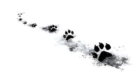 Fading Paw Print Trail Silhouette Effect Set isolated on plain white background.のイラスト素材