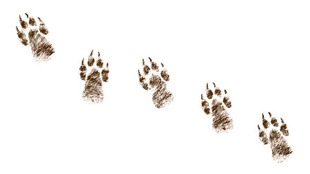 Tiny Hedgehog Footprint Silhouette Pack isolated on plain white background.のイラスト素材