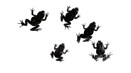 Frog and Toad Track Silhouette Collection isolated on plain white background.のイラスト素材