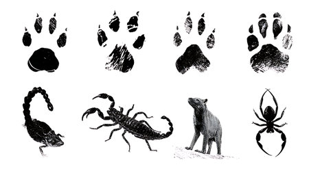 Desert Ecosystem Animal Track Silhouette Set isolated on plain white background.のイラスト素材