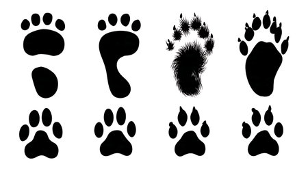 Human Footprint and Dog Paw Print Silhouette Set isolated on plain white background.のイラスト素材