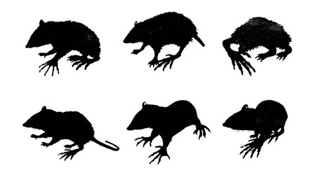 Opossum Paw and Foot Track Silhouette Collection isolated on plain white background.のイラスト素材