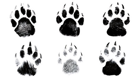 Raccoon Hand-Like Paw Print Silhouette Pack isolated on plain white background.のイラスト素材