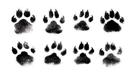 Porcupine Track Silhouette Vector Set isolated on plain white background.のイラスト素材