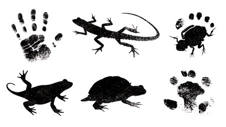 Reptile and Amphibian Footprint Silhouette Pack isolated on plain white background.のイラスト素材