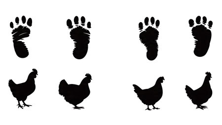Chicken and Turkey Footprint Silhouette Pack isolated on plain white background.のイラスト素材