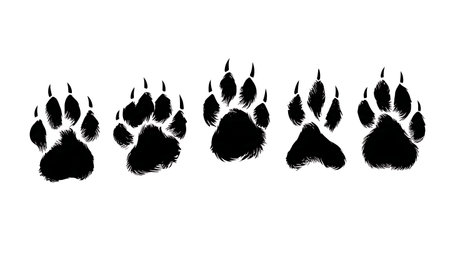 Raccoon Hand-Like Paw Print Silhouette Pack isolated on plain white background.のイラスト素材
