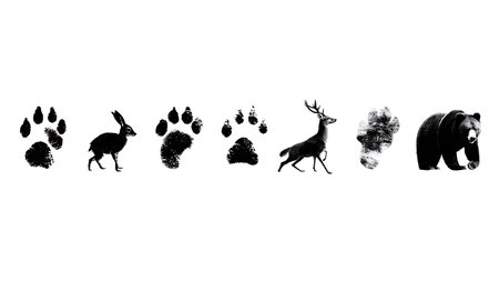 Single File Animal Track Line Silhouette Set isolated on plain white background.のイラスト素材