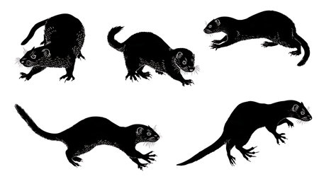 Weasel and Mink Family Track Silhouette Set isolated on plain white background.のイラスト素材