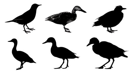 Assorted Bird Track and Footprint Silhouette Set isolated on plain white background.のイラスト素材