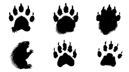 Beaver Hind and Front Track Silhouette Set isolated on plain white background.のイラスト素材
