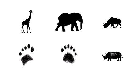 African Wildlife Footprint Silhouette Collection isolated on plain white background.のイラスト素材