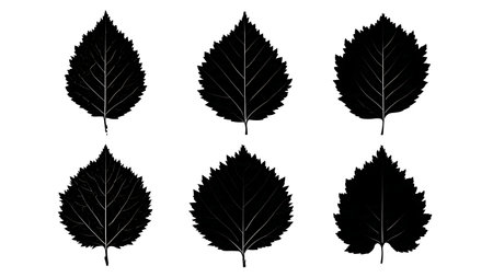 Set of Six Birch Tree Leaf Silhouettes in Solid Black isolated on plain white background.のイラスト素材