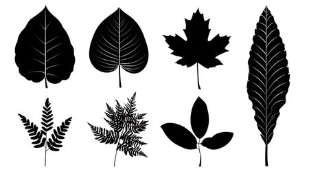 Amazon Rainforest Tree Leaf Black Solid Silhouettes - Set of Six isolated on plain white background.のイラスト素材