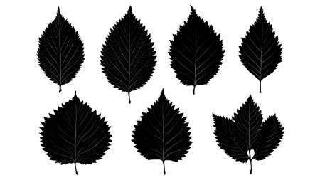 Solid Black Vector Silhouettes of Six Elm Tree Leaves isolated on plain white background.のイラスト素材