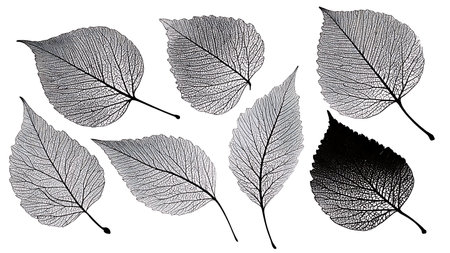 Flowing and Dynamic Abstract Leaf Black Silhouette Set of Six isolated on plain white background.のイラスト素材