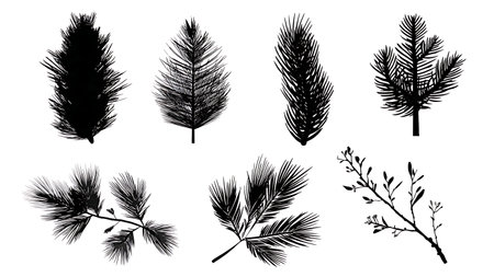 Black Silhouettes of Conifer and Evergreen Branches Set of Six isolated on plain white background.のイラスト素材