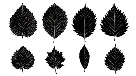 Solid Black Vector Silhouettes of Six Elm Tree Leaves isolated on plain white background.のイラスト素材